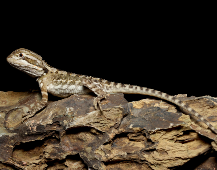 a Lawson's Dragon laying ona wooden surface with black background