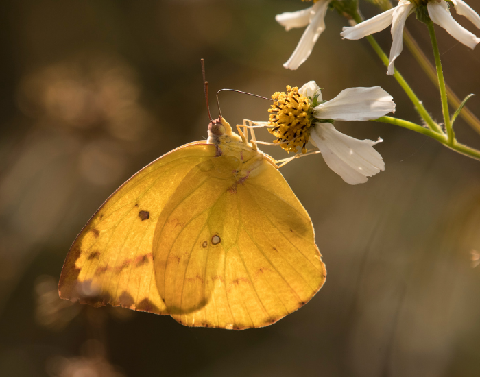 Golden-yellow Lemon Migrant butterfly resting on small white wildflowers.