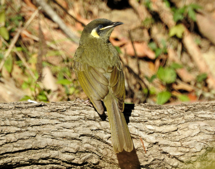 A Lewin's Honeyeater perching on a thick tree trunk surrounded by foliage. It shows overall dark olive-green plumage with a prominent pale yellow crescent patch behind its ear.