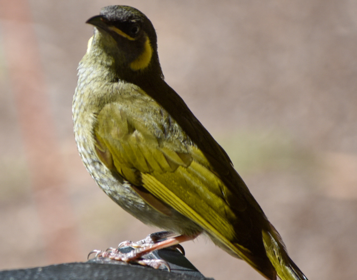 a close up of a Lewin's honeyeater standing on a wooden fence