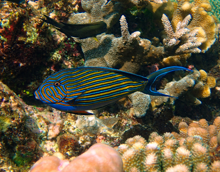 Striking surgeonfish featuring horizontal blue and yellow stripes edged in black along its body. It is photographed grazing near complex branching stony corals.