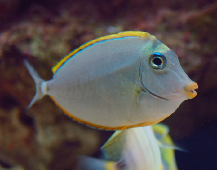 Greyish-tan Naso tang displaying distinct orange-yellow lips and a yellow mask above the eyes. Its sleek profile includes a sweeping dorsal fin and twin caudal spines.