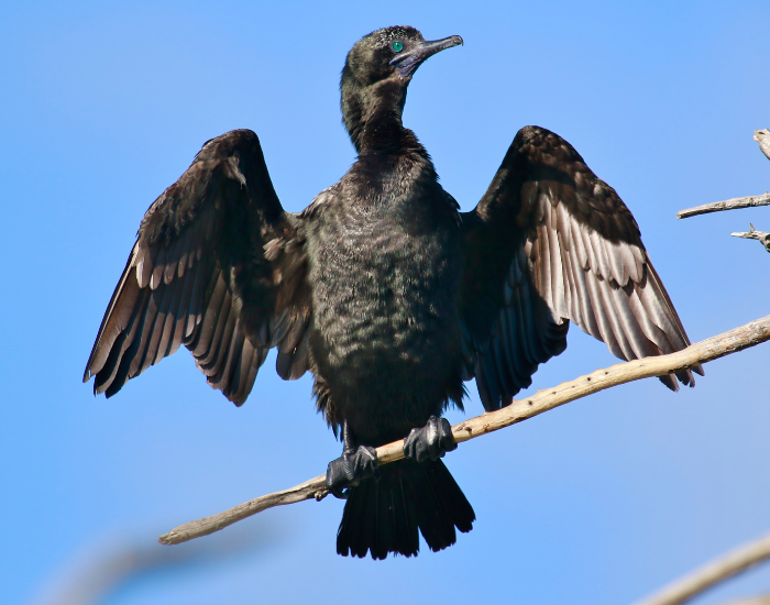 A little black cormorant perched on a branch, drying its fully spread dark wings in bright sunlight.