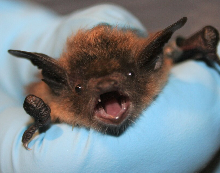 A little brown bat held gently with its mouth open.