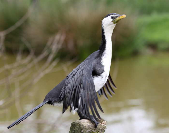 Side profile of a little pied cormorant showing its crisp white belly and dark back perched near water.