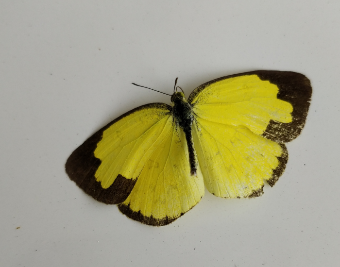 Yellow Little Yellow butterfly with dark-edged wings isolated on a plain light background.