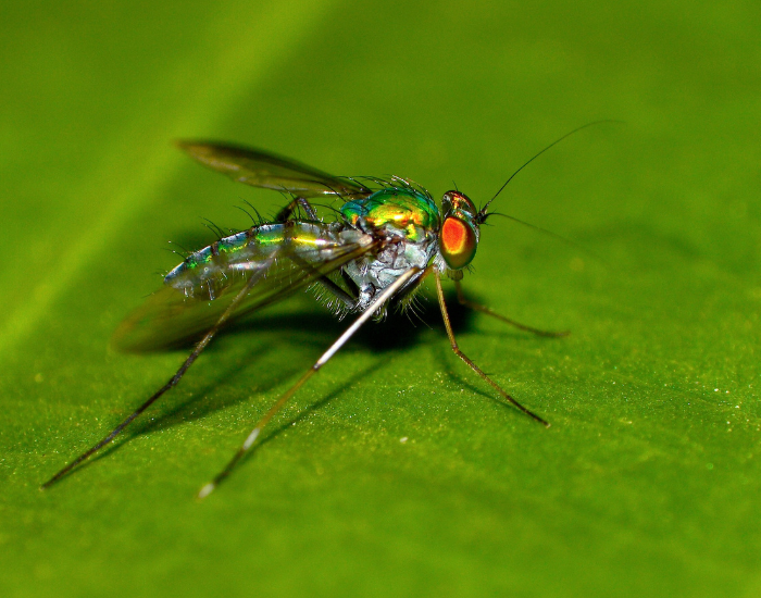 A small, bright metallic green long-legged fly perched on a green leaf. Its slender, elongated legs elevate its body above the leaf surface.