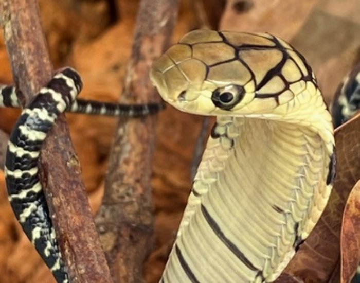 A light brown Luzon King cobra (Ophiophagus hannah) is pictured near tree bark in profile.
