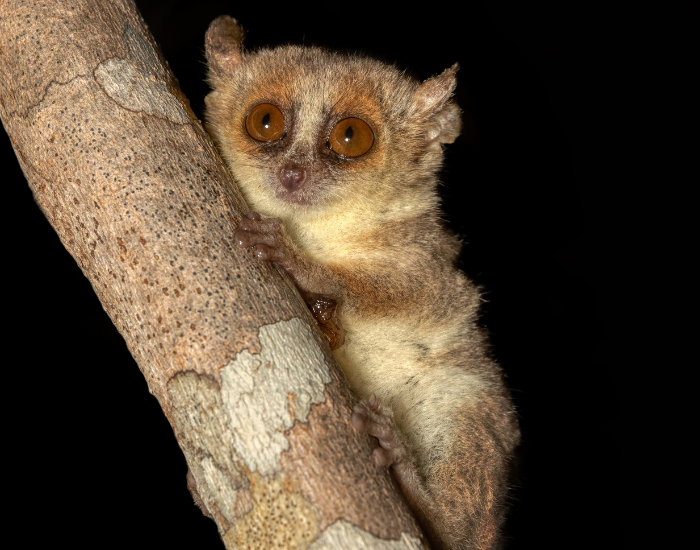 A small Madame Berthe's mouse lemur clinging to a vertical tree trunk against a dark background.