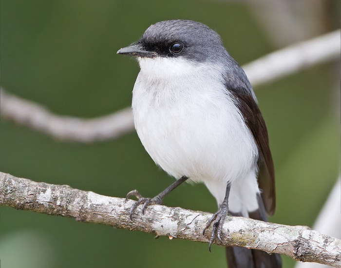 Mangrove robin with grey and white feathering on a tree branch