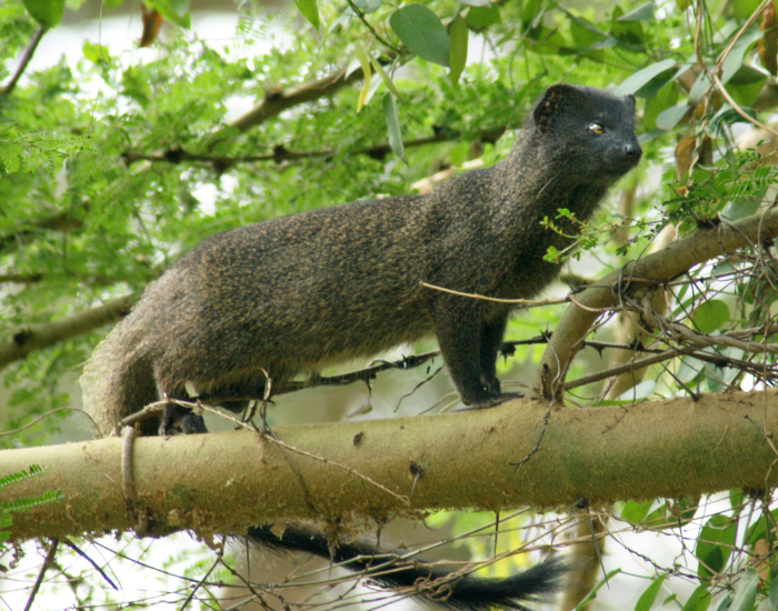 A marsh mongoose perched high up on a mossy tree branch.