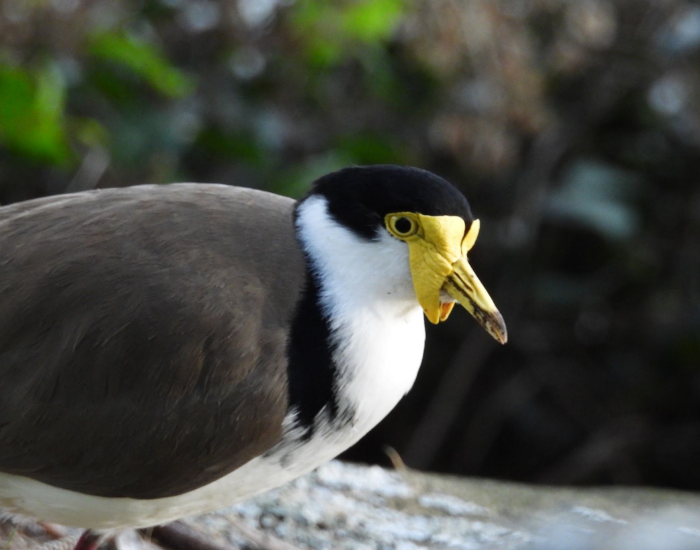 A close-up profile of a Masked Lapwing highlighting its brown and white plumage and prominent yellow facial wattles.