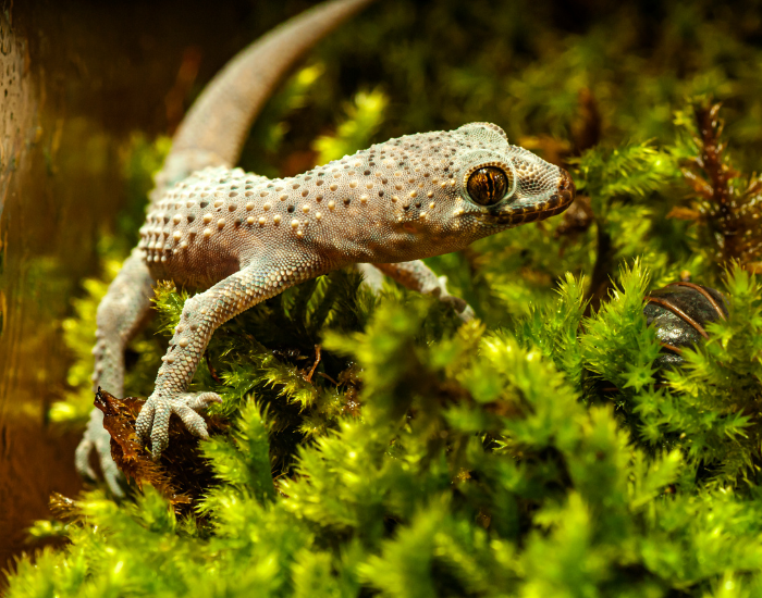 Mediterranean house gecko perching on vibrant green moss.