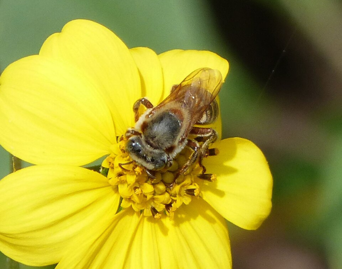 a bee on top of a flower