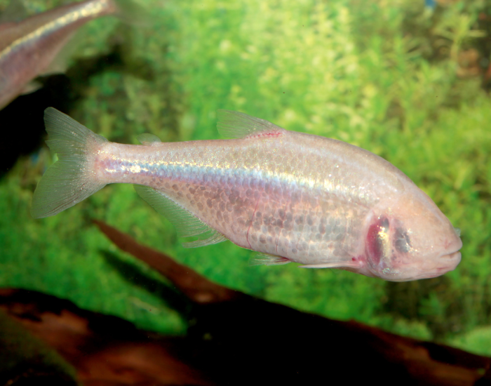 A translucent Mexican blind cave fish swimming in an aquarium, showing a pale, scale-less body and pinkish internal organs visible through its skin.