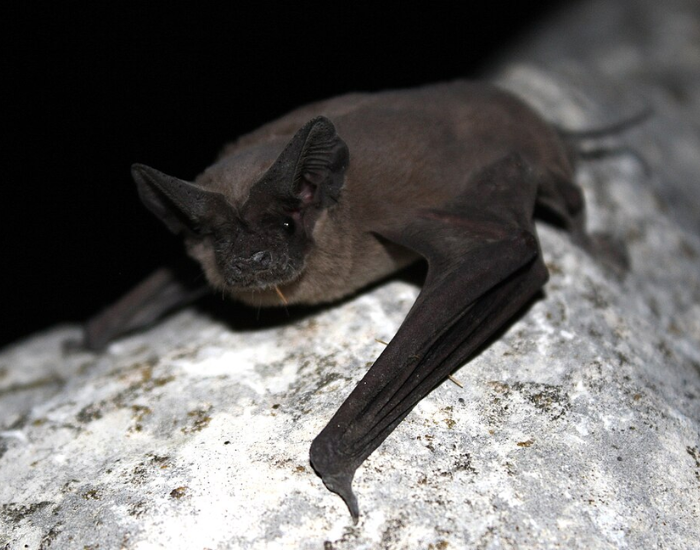 A Mexican free-tailed bat resting on a dark rock.
