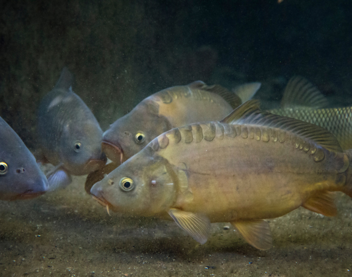 A mirror carp swimming near the bottom of a clear water tank.