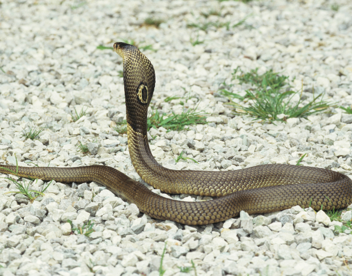 A brown Monocled cobra (Naja kaouthia) rears high with its hood fully flared in an open field.