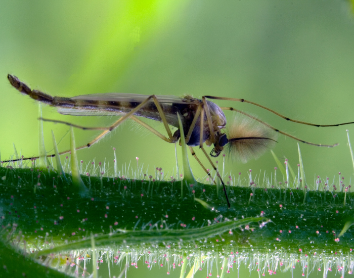 Side profile of a thin mosquito resting on a blade of grass, showing its long proboscis, delicate wings, and extended legs.