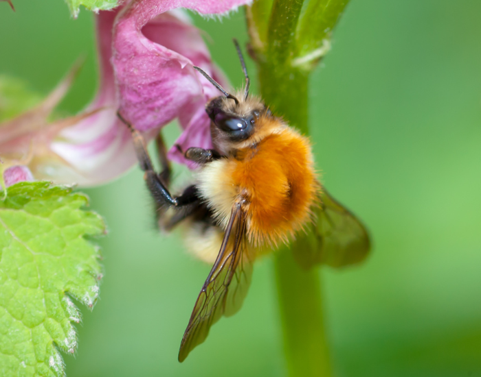 A reddish-brown moss carder bee landing on a light purple wildflower.