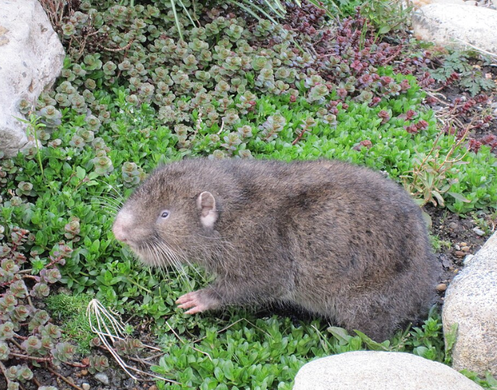 A stocky, tailless mountain beaver sitting among lush green groundcover and garden rocks.