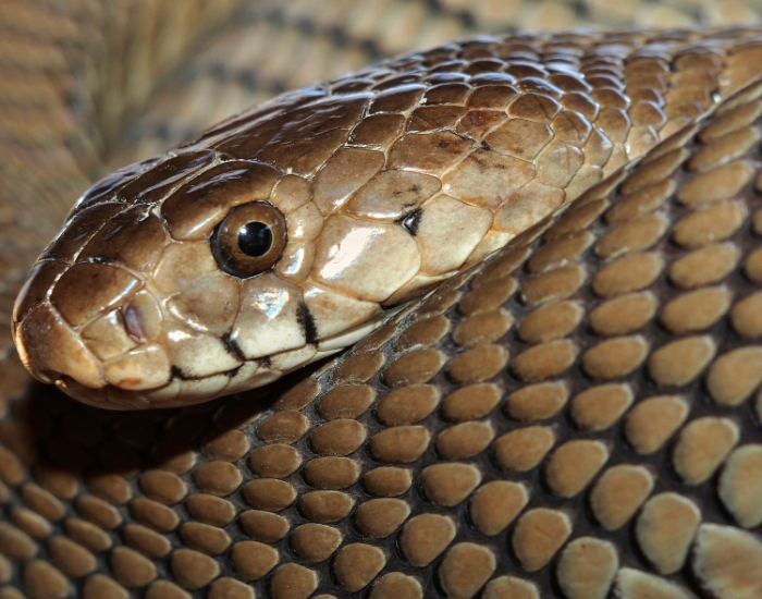 A close-up view showing the head and dark scales of a Mozambique Spitting cobra (Naja mossambica).