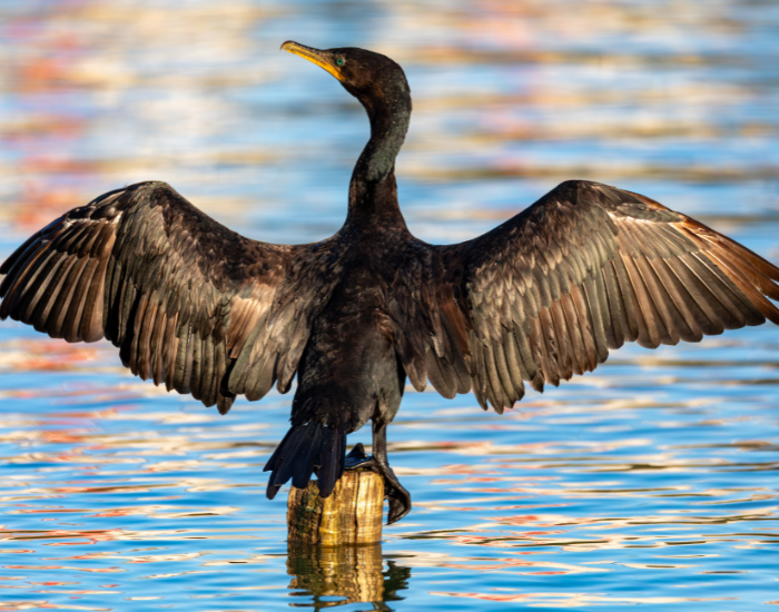 A Neotropic cormorant drying its wings fully outstretched over sparkling blue water.