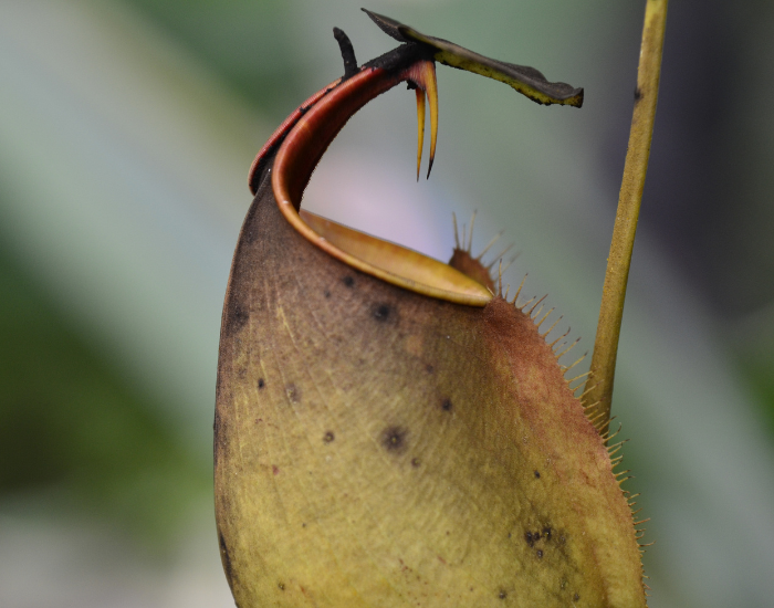 A tropical pitcher plant trap hanging from a vine, showing its lidded jug and glossy rim.