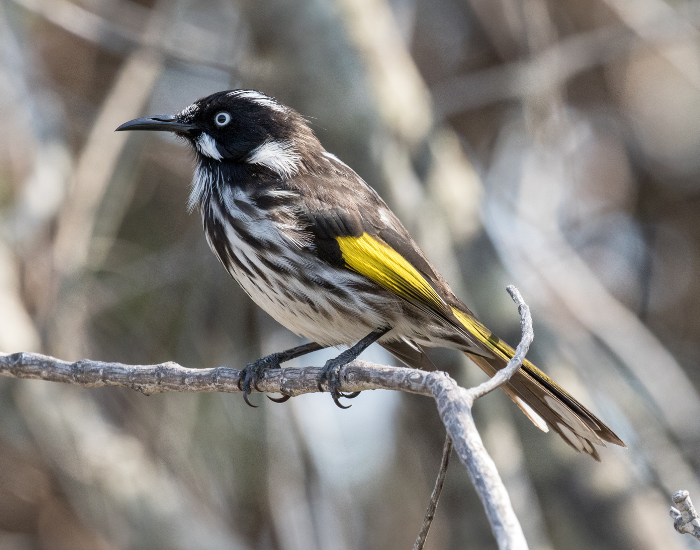 A New Holland Honeyeater perched on a twig, showcasing bold black-and-white streaked plumage, bright yellow wing patches, and a sharp white iris.