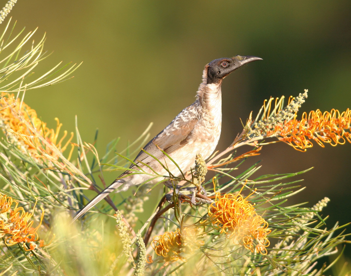A Noisy Friarbird perched among yellow flowering grevillea blossoms. It shows plain brownish-grey body plumage and a bare, dark grey head with a small knob on its upper bill.