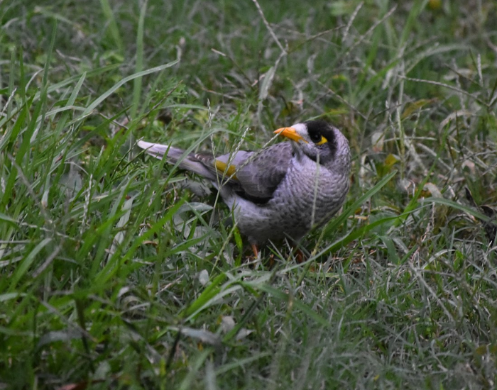 A Noisy Miner standing on green grass, looking back over its shoulder. It exhibits soft grey body plumage, a black crown and face patch, a bright yellow skin patch around the eye, and a vivid yellow bill.