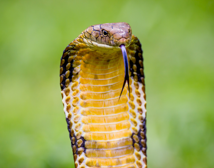 Frontal view of a Northern King cobra flicking its tongue while rearing up against a green backdrop.