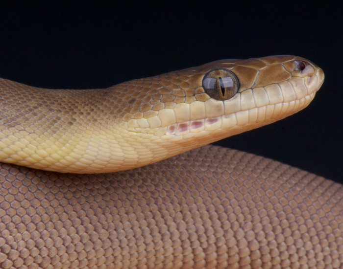 Close-up profile of an olive python featuring smooth, olive-brown scales and clear golden eyes.