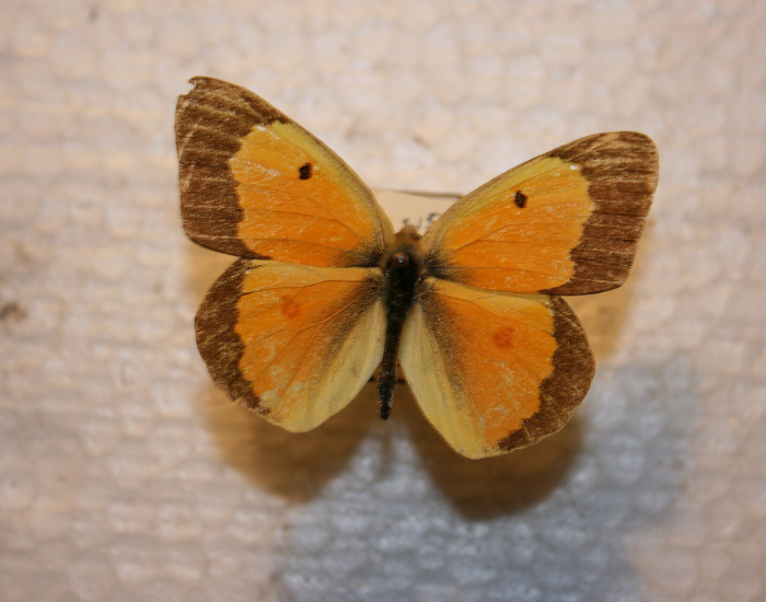 Orange Sulphur butterfly specimen display with open wings on a neutral background.