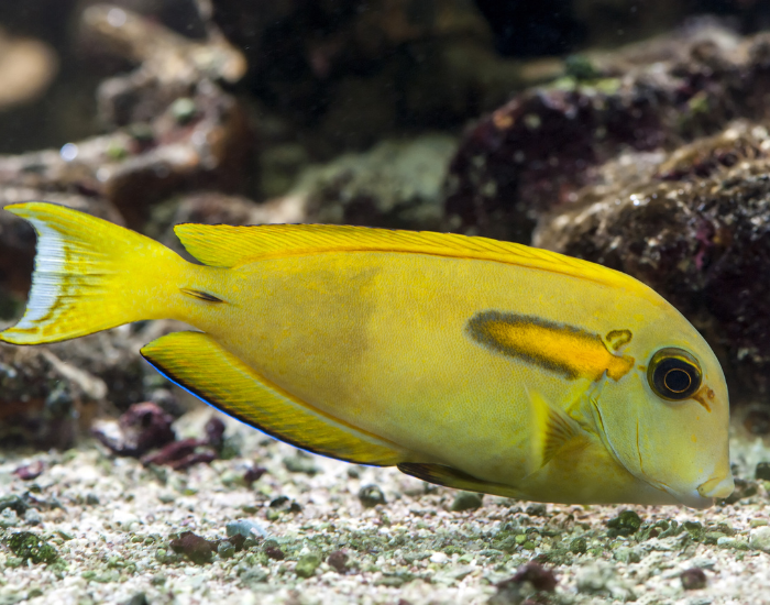 Pale yellowish-grey tang marked by a horizontal orange band bordered in deep blue behind the gills. It is captured swimming closely above a rocky substrate.