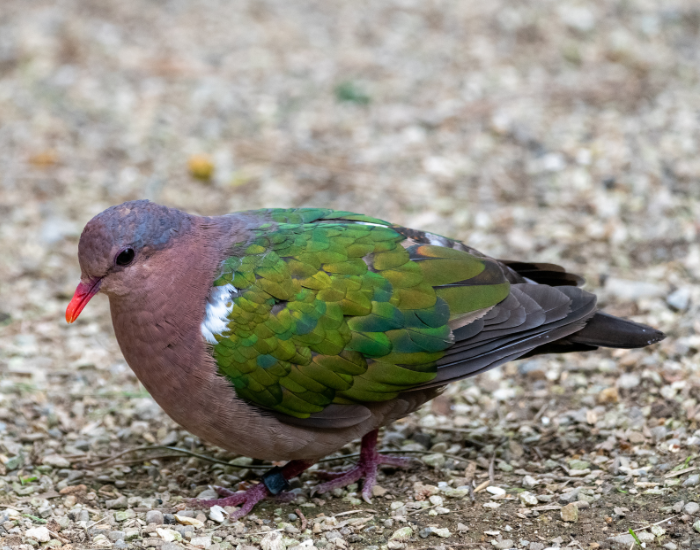 A ground-dwelling dove with striking iridescent emerald-green wings resting on a loose dirt pathway.