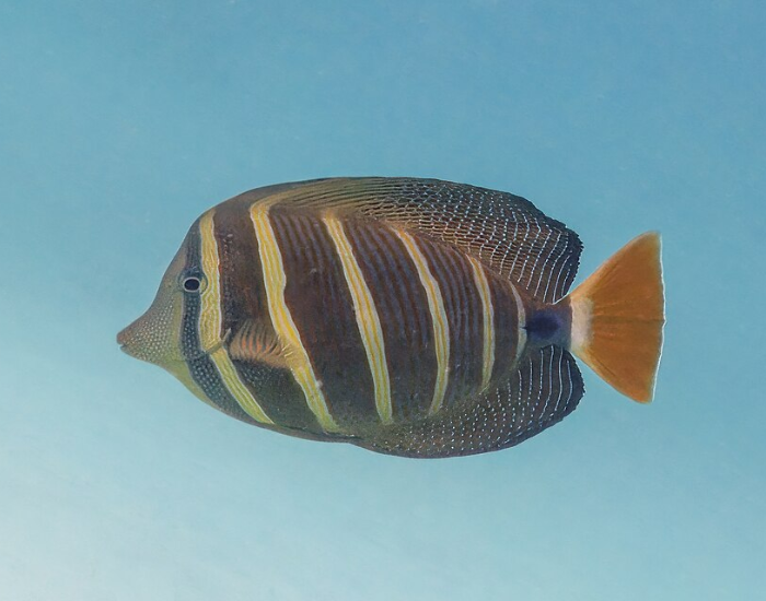 Broad, disk-shaped fish featuring alternating vertical brown and cream bands with delicate dotting. It shows prominent, elevated sail-like dorsal and anal fins against clear water.