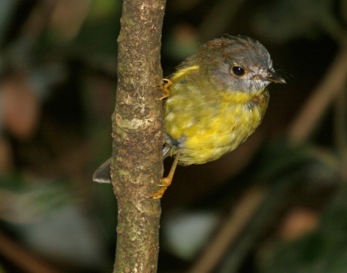 Pale-yellow robin perched amidst natural green foliage