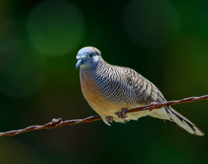 A small grey dove resting quietly on a thin branch, showing off its finely barred black-and-white neck pattern