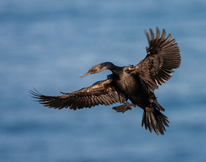 A dark pelagic cormorant captured mid-flight gliding across a clear blue sky.