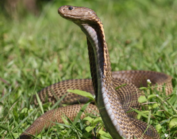 A Philippine cobra (Naja philippinensis) raises its head slightly in a grassy area.