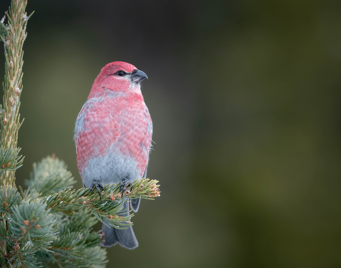 A pinkish-red male pine grosbeak perched upright on evergreen pine needles.