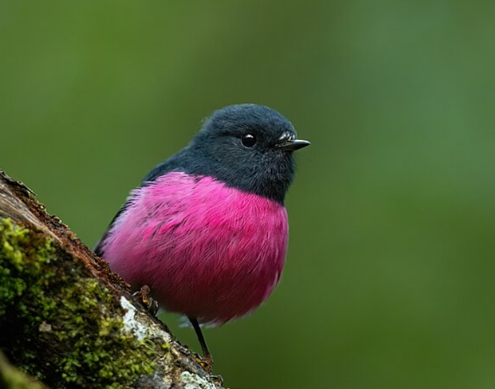 Pink robin showing a deep magenta-pink breast in a forest setting