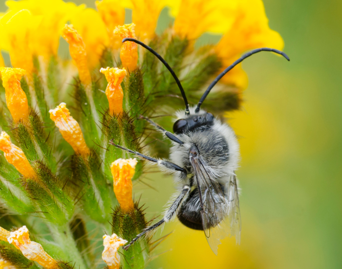A fluffy Plasterer bee (Colletes) covered in pollen on yellow blossoms.