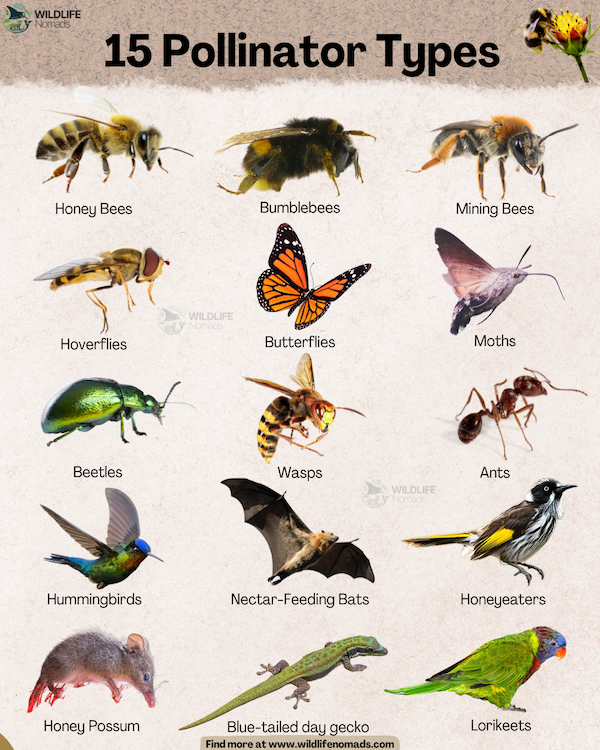 An educational visual guide titled "15 Pollinator Types" featuring photos and labels of various pollinators arranged in a grid, including Honey Bees, Bumblebees, Mining Bees, Hoverflies, Butterflies, Moths, Beetles, Wasps, Ants, Hummingbirds, Nectar-Feeding Bats, Honeyeaters, Honey Possum, Blue-tailed day gecko, and Lorikeets.