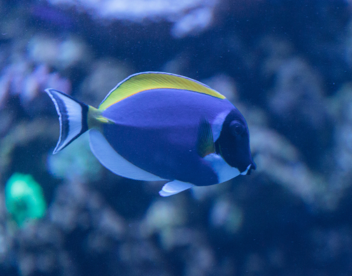 Bright powder-blue body contrasted by a dark black head patch and a vivid yellow dorsal fin. It swims freely against a shadowy aquarium backdrop.