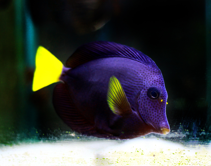 Deep violet-purple body decorated with subtle dark spotting and a vibrant yellow caudal fin. It is highlighted under rich blue marine lighting.