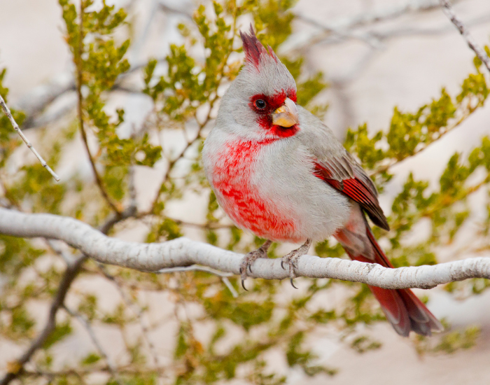 a Pyrrhuloxia bird perched on a tree branch