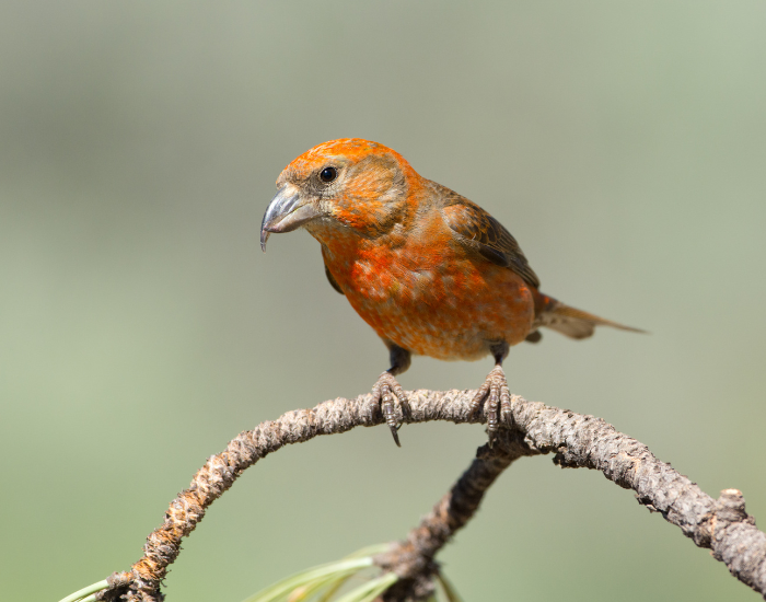 A reddish-orange male red crossbill perched on a curved tree branch showing its distinctive crossed bill.