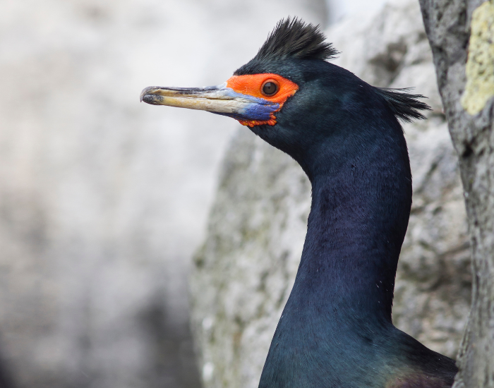Close-up of a red-faced cormorant highlighting its vivid red facial skin and feathered head crest.